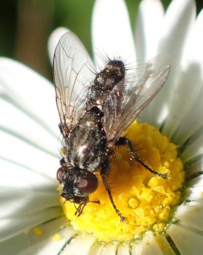 Sarcophaga sp.